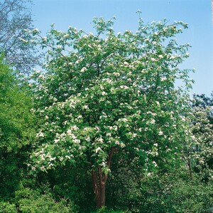 Sorbus aucuparia C3 60-100