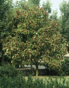 Sorbus aucuparia C3 60-100