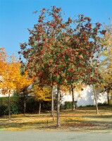 Sorbus aucuparia C3 60-100