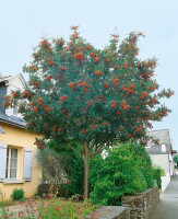 Sorbus aucuparia C3 60-100