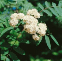 Sorbus aucuparia C3 60-100