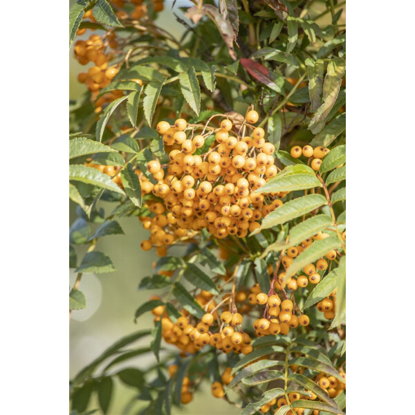 Sorbus aucuparia Autumn Spire  Hei C20 200-250