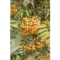 Sorbus aucuparia Autumn Spire  Hei C20 200-250