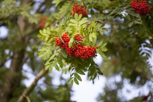 Sorbus aucuparia Edulis Hei 150- 200 cm