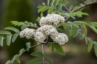 Sorbus aucuparia Edulis Hei 150- 200 cm