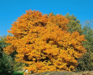 Sorbus domestica Hei 100- 125 cm