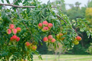 Sorbus domestica Hei 100- 125 cm