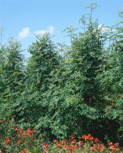 Sorbus domestica Hei 100- 125 cm