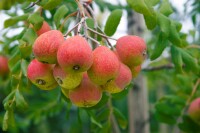 Sorbus domestica Hei 100- 125 cm