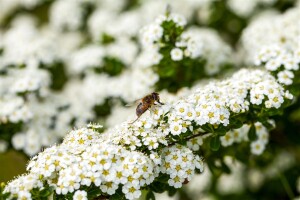 Spiraea arguta kräftig 80- 100 cm