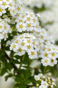 Spiraea arguta kräftig 80- 100 cm