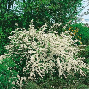 Spiraea arguta kräftig 80- 100 cm