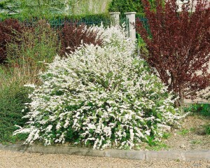 Spiraea arguta kräftig 80- 100 cm