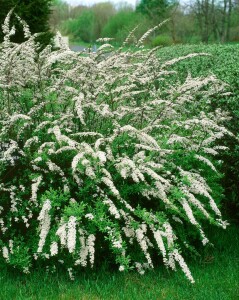 Spiraea arguta kräftig 80- 100 cm