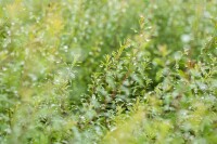 Spiraea arguta kräftig 80- 100 cm