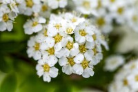 Spiraea arguta kräftig 80- 100 cm