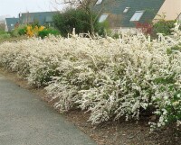 Spiraea arguta kräftig 80- 100 cm