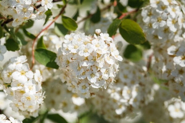 Spiraea betulifolia 40- 60 cm