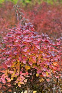 Spiraea betulifolia 40- 60 cm