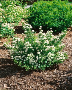 Spiraea betulifolia 40- 60 cm