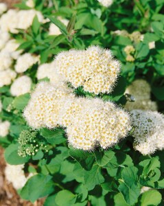 Spiraea betulifolia 40- 60 cm