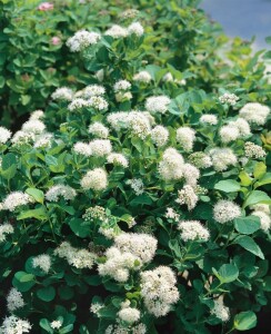 Spiraea betulifolia 40- 60 cm