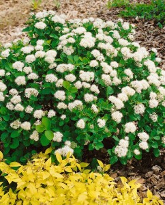 Spiraea betulifolia 40- 60 cm