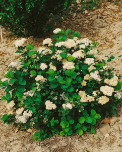 Spiraea betulifolia 40- 60 cm