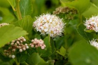 Spiraea betulifolia 40- 60 cm