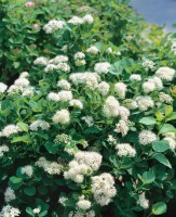 Spiraea betulifolia 40- 60 cm