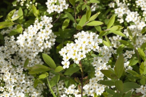 Spiraea cinerea Grefsheim 60- 80 cm