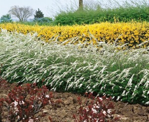 Spiraea cinerea Grefsheim 60- 80 cm