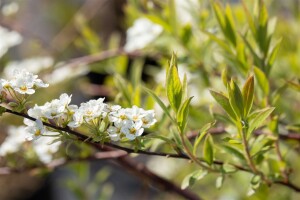 Spiraea cinerea Grefsheim 60- 80 cm