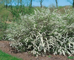 Spiraea cinerea Grefsheim 60- 80 cm