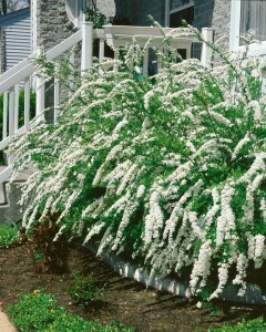 Spiraea cinerea Grefsheim 60- 80 cm