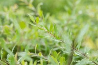 Spiraea cinerea Grefsheim 60- 80 cm