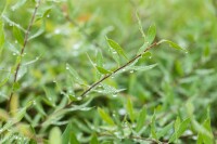 Spiraea cinerea Grefsheim 60- 80 cm