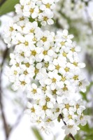 Spiraea cinerea Grefsheim 60- 80 cm