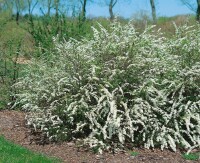 Spiraea cinerea Grefsheim 60- 80 cm