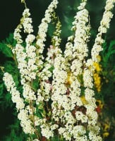 Spiraea cinerea Grefsheim 60- 80 cm