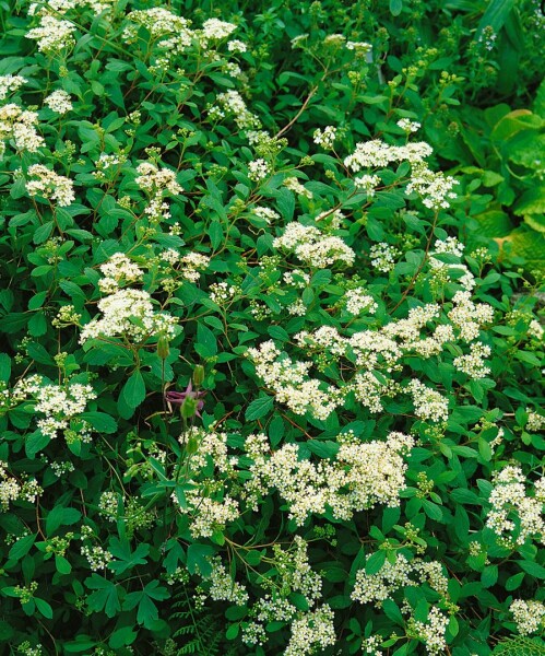 Spiraea decumbens 30- 40 cm