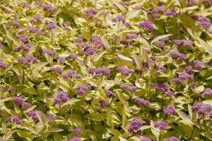 Spiraea japonica Golden Princess 20- 30 cm