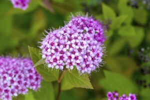 Spiraea japonica Golden Princess 20- 30 cm