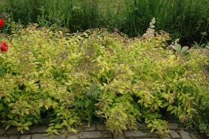 Spiraea japonica Golden Princess 20- 30 cm