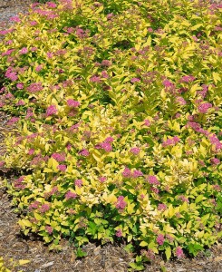 Spiraea japonica Golden Princess 20- 30 cm