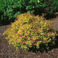 Spiraea japonica Golden Princess 20- 30 cm