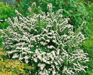 Spiraea nipponica Snowmound 125- 150 cm