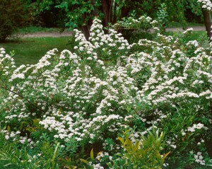 Spiraea nipponica Snowmound 125- 150 cm