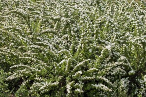 Spiraea nipponica Snowmound 125- 150 cm