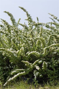 Spiraea nipponica Snowmound 125- 150 cm